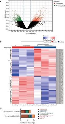 Prognostic and immunological role of sulfatide-related lncRNAs in hepatocellular carcinoma